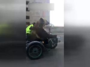 Trafikte Ayı Var !