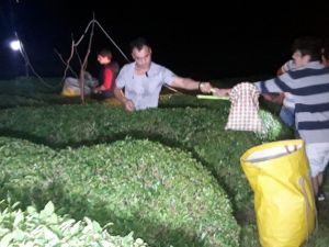 Rize’de Çay Üreticisi Ramazanda Çayını Gece Toplamaya Başladı