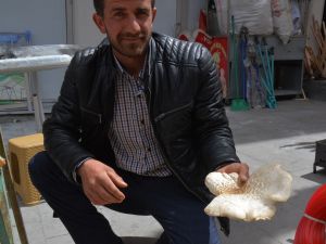Bu Mantarın Fiyatı Etten Pahalı