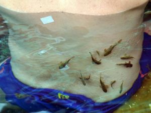 Doktor Balıkların Sırrı Halen Çözülemedi