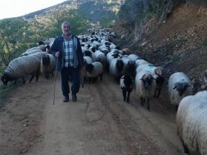 Giresunlu Yaylacıların Yayla Sorunu