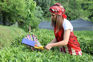 Yaş Çay Budama Bedelleri Üreticilerin Hesaplarına Aktarıldı