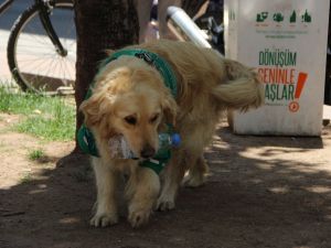Çöpçü Köpek Kadro Bekliyor