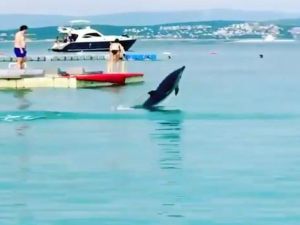 Çeşme’nin Maskotu Ölü Bulundu