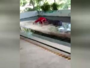 Dev Timsahla Gösteri Canından Ediyordu