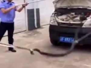 Aracından 3 Metrelik Kral Kobra Çıktı