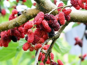 Sağlık İksiri: Dut