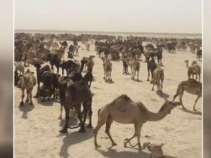 Suudi Arabistan, Katar Develerini Sınır Dışı Etti
