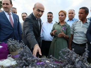 Lavanta Sevgisi Atıl Araziyi Renklendirdi