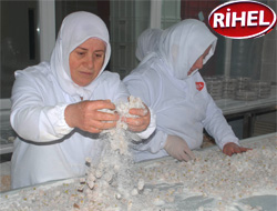 Rize Helva Hizmete Girdi