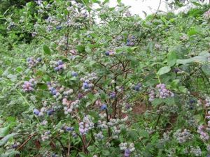 Mavi Yemiş Üretimine Artvin’de Başlandı