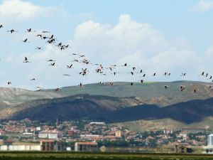 Flamingoların Yeni Adresi Tuz Gölü