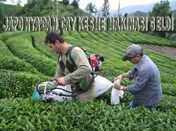 Japonlardan çay toplama makinası