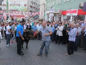 Kafkasör Festivali Boğalar Eşliğinde Yürüyüş İle Başladı
