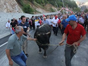 Kafkasör Festivali Boğalar Eşliğinde Yürüyüşle Başladı