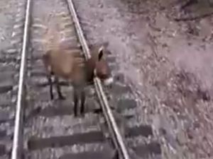 Eşek Trenin Altında Kaldı