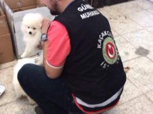 Sarp Sınır Kapısı’nda Süs Köpeği Operasyonu