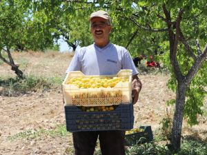 Kayısıda Hasat Başladı
