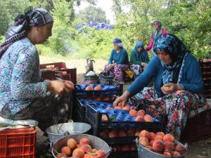 Şeftalinin Tadı Kaçtı