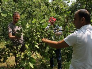 Trabzon’da 2017 Ürünü Fındık Rekoltesi Belirleniyor