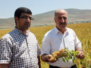 Bu Bitki Çiftçilerin Yüzünü Güldürecek