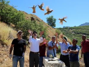 Doğaya Bin Keklik Bırakıldı