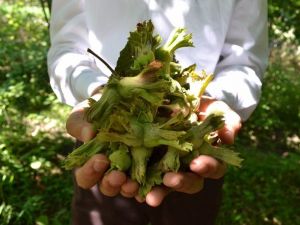 Üreticinin Umudu Dökülüyor
