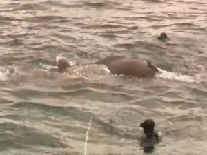 Sri Lanka’da Filler Denizde Kurtarıldı