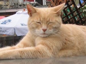 Kedi Belediye Başkanı Öldü