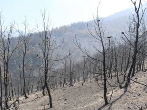 Bayındır’daki Yangında Soğutma Çalışmaları Sürüyor