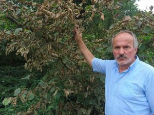 Aşırı Sıcak Fındığı Haşladı