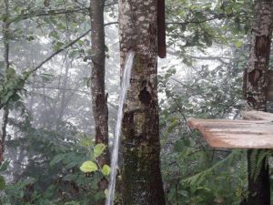 Rizeli Ağacın Gövdesini Musluk Yaptı