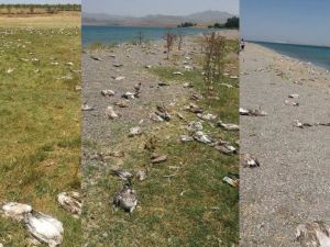Binlerce Martı Açlıktan Öldü