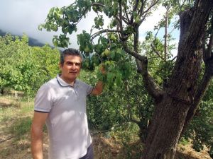 Asırlık Armut Ağacında Dört Farklı Lezzet