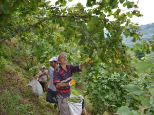 Karadeniz’de Fındık Hasadı Başladı
