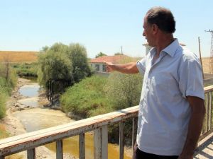 Sakarya Nehri Kurudu Hayvanlar Telef Oldu