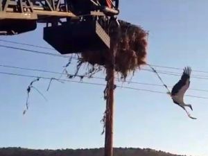Elektrik Tellerine Takılan Leylek Kurtarıldı