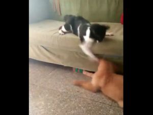 Boksör Kedi Köpeği Fena Benzetti