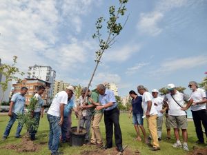 Atom Bombasına Direnen Ağaç Antalya’da Kök Salacak