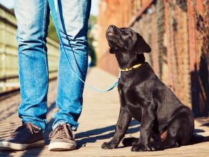 Köpek Sahibini Kaçırılmaktan Kurtardı