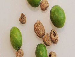 Zeytin çekirdeğini sakın yutmayın!