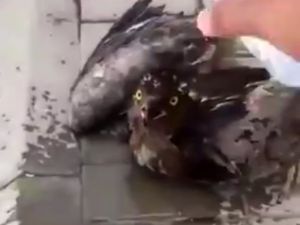 Ölmek Üzereydi Ki Su Verildi
