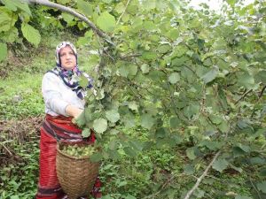 Giresun’da Sahil Kesiminde Fındık Hasadı Başladı