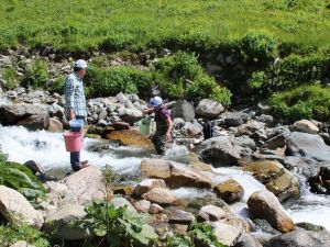 Trabzon’da 2017 Yılında Derelere 562 Bin Alabalık Salımı Gerçekleştirildi
