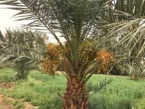 Sudan’da Hurma Mevsimi