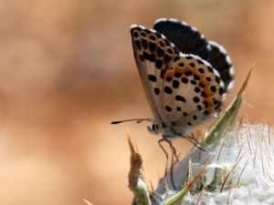Kara Mavi Gümüşhane’de Fotoğraflandı