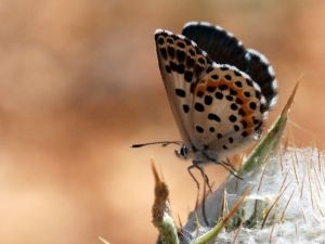 Kara Mavi Gümüşhane’de Fotoğraflandı