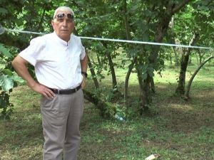 Şahin: "Fındıkta Tek Dal, Maliyeti Düşürürken, Verim Ve Kaliteyi Artırıyor"