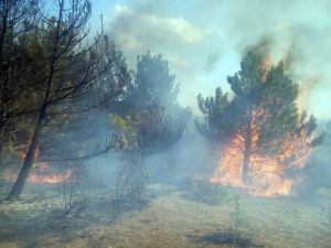 Kastamonu’da Ormanlık Alanda Yangın