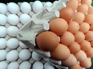 Hollanda’da Zehirli Yumurta Skandalında 2 Gözaltı